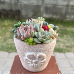 ★送料無料★♡そのまま飾れる♡陶器鉢♬多肉植物寄せ植え╰(*´︶`*)╯♡