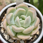 人気レア品種！★雲の花 多肉植物 自家栽培 国産