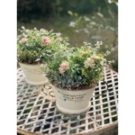 【F様ご予約品】てまり珊瑚寄せ植え①