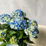 島根県オリジナル紫陽花♡星あつめ　アジサイ　あじさい　母の日　苗　育て方説明書付