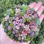 多肉植物寄せ植え そのまま飾れる ブーケ寄せ