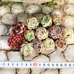 韓国苗アソートセット　多肉植物　お買い得　寄せ植え
