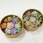 オーダー🌵clay多肉♡グリーンのある暮らし