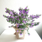 ●数量限定●新作●　希少　”ミントブッシュ〈モスグリーン〉（大株：L）　麻巻き　”　観葉植物　ハーブ　ミントの木　ギフト　人気　おしゃれ