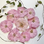 梅の花＊ドライ