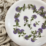 【押し花】タイムの花20枚