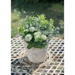 Verde bouquet ペチュニア・ホイップマカロン　メロンクリーム寄せ植え