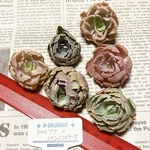 NEW 第四種送料無料◆シャビアナ×メキシココロラータ◆多肉植物　韓国苗