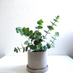 ●数量限定●新作●　美しい銀葉　”ユーカリ　ベイビーブルー　鉢/受け皿セット”　観葉植物　シルバーリーフ　ハーブ　北欧　室内　室外　苗　おしゃれ