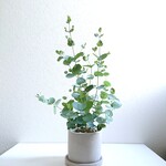 ●数量限定●新作●　ボリュームあり　”ユーカリ　グニー　鉢/受け皿セット”　観葉植物　ユーカリの木　苗　ハーブ　人気