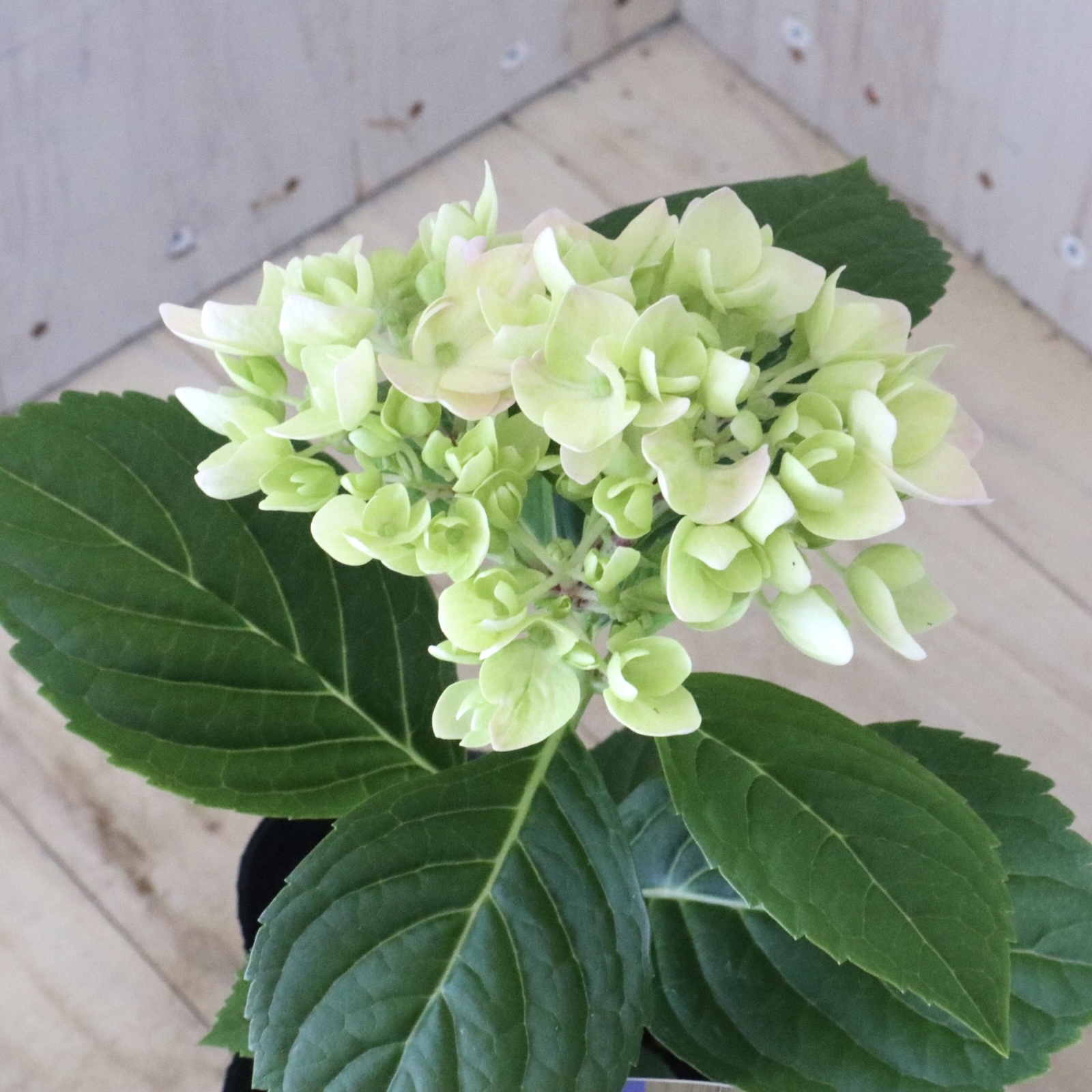 紫陽花苗 紫陽花 四季咲き紫陽花 霧島の恵 4ポット 紫陽花（アジサイ