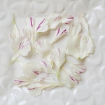 ☆ドライフラワー☆　カーネーションの花びら　白×ピンク　　　花材　素材　無着色