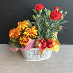 数量限定【母の日カーネーション鉢物】お花を長く楽しみたいお母さんへ♡　鉢セット　花苗・器・リボン・ラッピングセット／マリーゴールド