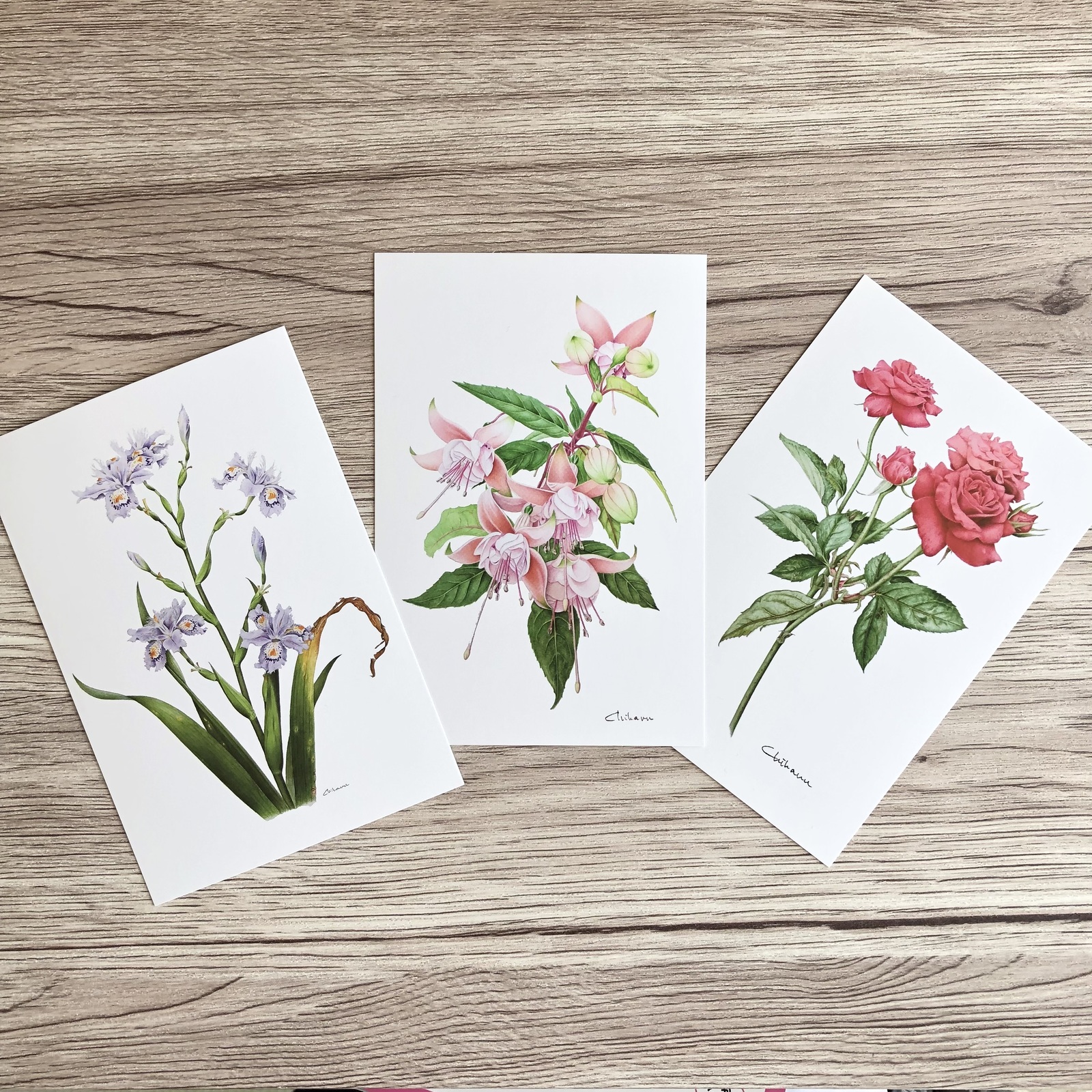 最終価格★精密画★花★額★flower★ボタニカル★西洋★2枚セット★植物画 ボタニカルアート】ポストカード3枚セット(シャガ/フクシア/赤
