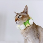 シロツメクサの花冠＆チョーカー
