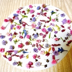 限定1セット画像のお花＋増量中❣️ドライフラワーカラフルMIX／キャンドル ハーバリウム、レジン アクセサリーなどに