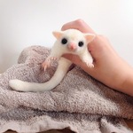フクロモモンガちゃん　ベビー