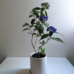●限品●新作●　小振りな楚々とした美しさ　”山アジサイ・ストレート鉢/受け皿セット”　観葉植物　山紫陽花　あじさい