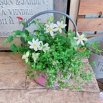 現品！可愛い♡【クレマチス寄せ植え】ピンク系取っ手つきブリキ鉢！ステキなホワイトのお花♡毎年楽しめます♪