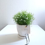 ●数量限定●新作●　幸福　”カスミ草（白花）ジプシー　ホワイトウォッシュ鉢/受け皿セット”　観葉植物　かすみ草　ギフト