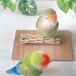 足辺りの優しいカクタス止まり木（Sサイズ）
