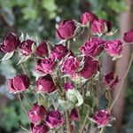 スプレーバラの DryFlowerセット（No.10）