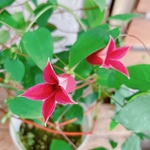 入荷しました！珍しい可愛いクレマチス♡プリンセスダイアナ【毎年楽しめる可愛いお花】お花がたくさん！宿根草