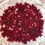 ♡new♡作家様必見♡ 人気のバーベナがいっぱい♡ 押し花セット