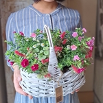 【母の日直前セール】カリブラコアティフォシーとキャットテールの花籠(値下げ)