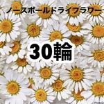 【30輪】ノースポールドライフラワー