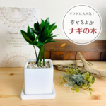 【贈り物】幸せを呼ぶ『梛の木』スクエア陶器鉢　受け皿付き　インテリア　ギフト　母の日　ナギ