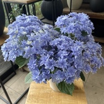 19 エダム　5寸鉢