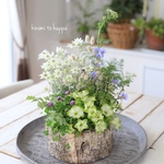 切り株バスケットに♪フランネルフラワーのギャザリング寄せ植え
