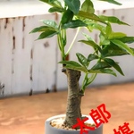 光触媒　人工観葉植物　ウォールグリーン　フェイクグリーン　コンクリパキラ30