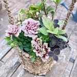 母の日＊ホイップマカロンの寄せ植え＊カゴの寄せ植え＊希少