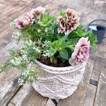 母の日＊ホイップマカロンの寄せ植え＊希少＊