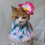 パステルピンクフラガール