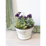 【m様オーダー品】ペチュニア「真輝」寄せ植え