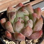 【ペーニャ　エケベリア】♡韓国苗♡多肉植物