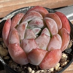 【スターマーク　エケベリア】♡韓国苗♡多肉植物