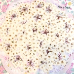 ♡new♡作家様必見♡ 人気のコデマリがいっぱい♡押し花セット♡