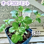 オーデコロンミント　苗　株分け　コロンのような香り　虫除け　癒し　有機栽培
