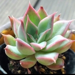 【送料込】原種ボンビシナ★抜き苗★エケベリア★多肉★多肉植物★寄せ植え★