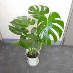 【送料無料・一部地域除く】モンステラ【デリジオーサ】大人気観葉植物　6号鉢　南国雰囲気　アジアンテイスト　ギフト　