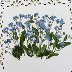 押し花素材(ワスレナグサ)