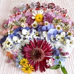 限定1セット過去最多品種の15種類の小花 画像のお花をお入れしています❣️ドライフラワーカラフルMIX／キャンドル ハーバリウム、レジン アクセサリーなどに
