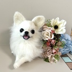 羊毛フェルト　チワワのアンティークフラワーフレーム