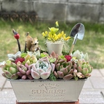 ★送料無料★♡そのまま飾れる♡リスちゃんのガーデン♬多肉植物寄せ植え╰(*´︶`*)╯♡
