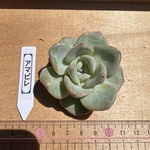 多肉植物 韓国苗 アマビレ 発根済