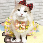 ５月12日21時販売🍋送料込レモンちゃんドレス2点セット